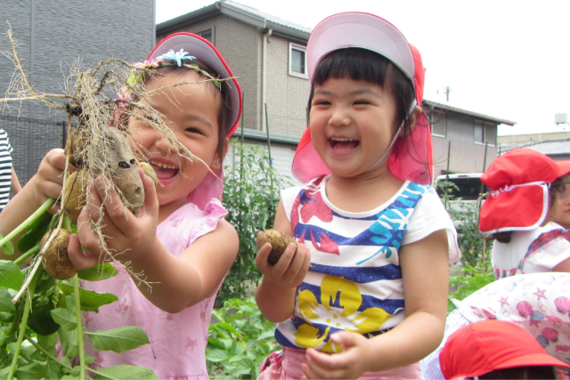 画像：ジャガイモの収穫をする女子園児二人